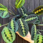 Maranta rebernatá (Maranta leuconeura) ´FASCINATOR´ - výška 20-30 cm, kont. C1L